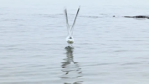 The seagull takes off Stock Footage 86906203