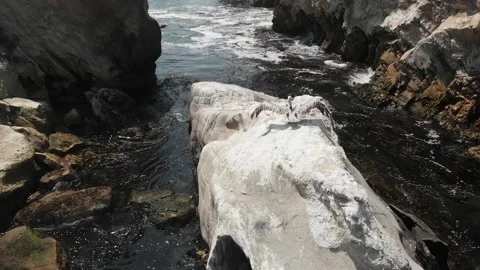 Seagull Takes Off Over Ocean Stock Footage 145770175