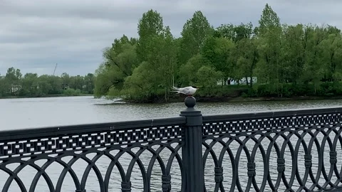 A seagull takes off from the railing 2 Stockbeeldmateriaal 172099130