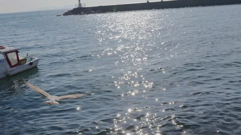 A seagull takes off on the seafront Stock Footage 255215799