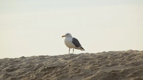 Seagull taking off from beach Stock Footage 108544279