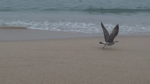 Seagull taking off from beach in slow motion, on a foggy day with dense mist Stock Footage 116180866