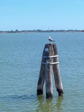 A seagull is taking a break Stock Photos
