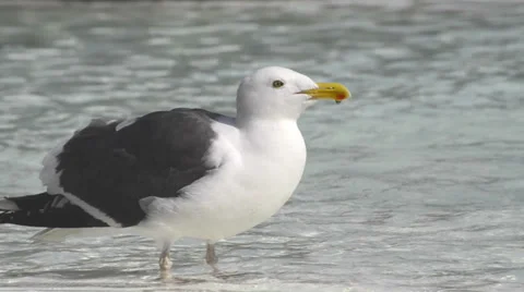 Seagull taking drinking water from a water fountain Stock Footage 36266502