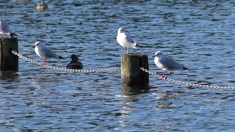 Seagull taking flight. 120 fps slow-motion. Stock Footage 71032656
