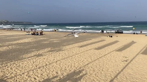 Seagull taking flight at a beach in Sydney, Australia (slow motion) Stock Footage 124243674