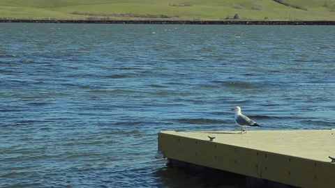 Seagull taking flight from a boat dock Stock Footage