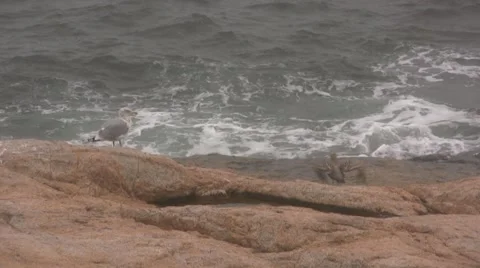 Seagull taking Flight Stock Footage 47325136