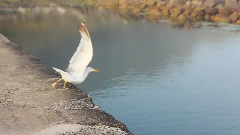 SEAGULL TAKING FLIGHT Stock Footage 94231921