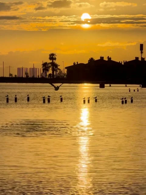 Seagull Taking Flight Over Lake at Golden Sunset With Sun Reflection Video stock 343578576