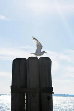 A seagull taking flight Stock Photos