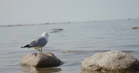 Seagull taking flight off of a rock Stock Footage 243660942