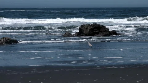 Seagull Taking Flight on a Rocky Beach Video stock 87275092