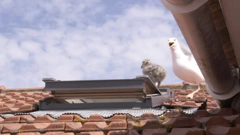 Seagull Taking Flight From Rooftop With Chick Nesting On Tiled Roof Видео 332044413