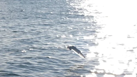 Seagull Taking Flight from the Sea Video stock 118470894