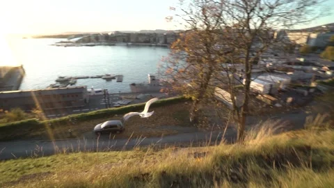 Seagull taking off in front of Oslo Harbour area in Norway during sunset Stock Footage 264610854