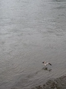 Seagull taking off Foto stock