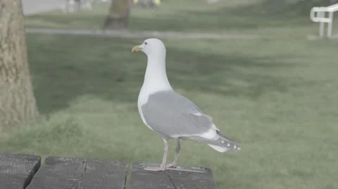 Seagull taking off from picnic bench slow-motion Stock Footage 48917558
