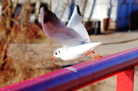 Seagull taking off the rails Stock Photos