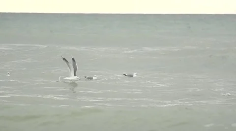 Seagull taking off from the sea. Video stock 52931729