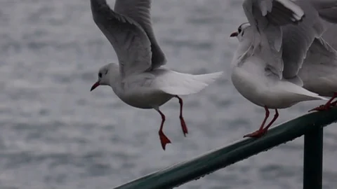 Seagull Taking Off Slow Stock Footage 107016814