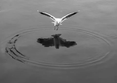 Seagull Taking Off from Water Creating Perfect Circle Stock Photos