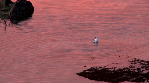 A seagull taking off from the water Stock Footage 309769489