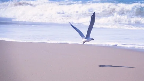 Seagull taking off into the wind over the waves in slow motion Video stock 87703728