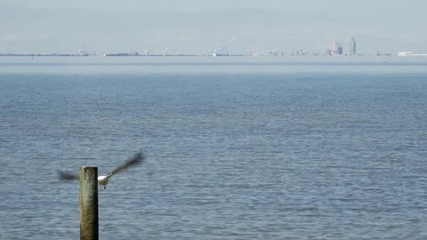 Seagull taking off from a wooden post Stock Footage 84873179