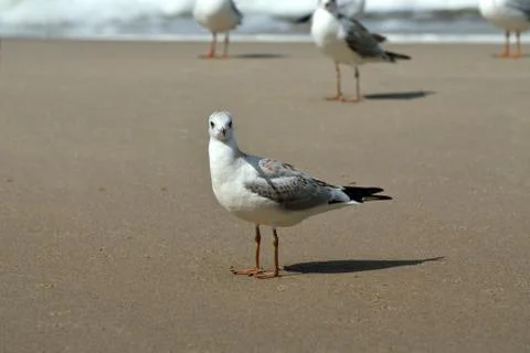 Seagull tans on the beach Stock Photos