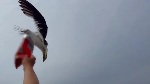 Seagull targets snack mid-flight as hand stretches upward against pale sky Stock-Footage 314308265