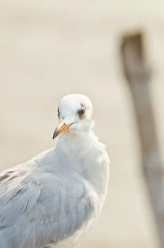 Seagull  in thailand Stock Photos