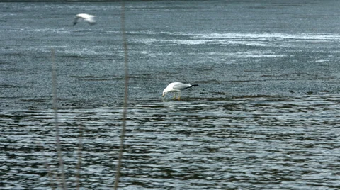 Seagull on thawing pond Stockbeeldmateriaal 37086239