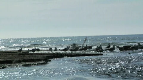 Seagull Time-Lapse 動画素材 97056