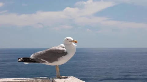 Seagull time lapse Stock Footage 134816627