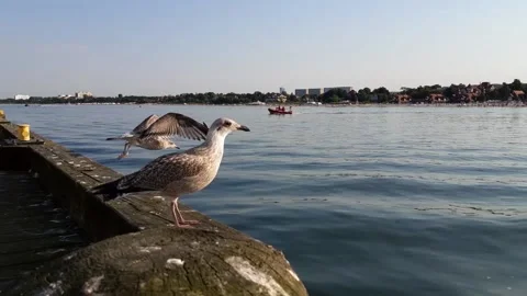 The seagull took off from the pier. Stock Footage 137524768