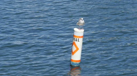 Seagull on Top of a Boey Marker Stock Footage 41335523