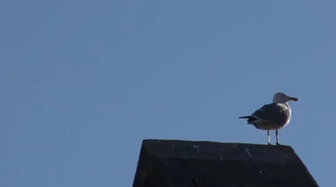 Seagull on top of a building Stock Footage 61137775