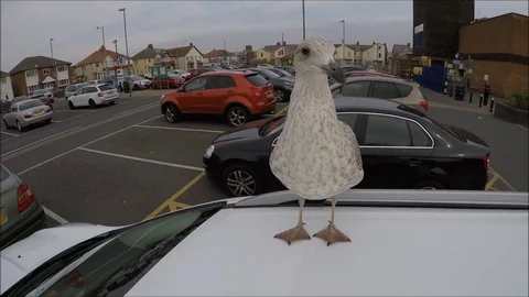 Seagull on top of a car Stock Footage 77864045
