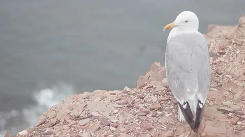 Seagull on top of a cliff over the atlantic ocean. Stock Footage 68430096