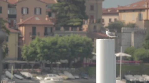 Seagull on top of the log by the shore 스톡 동영상 149123998