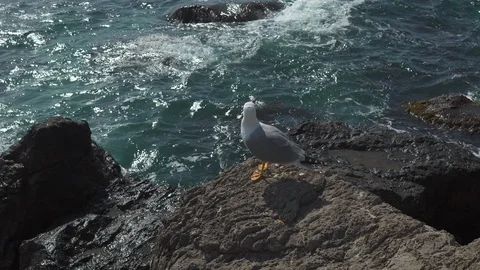 Seagull On Top Of A Rock Stock Footage 126078932