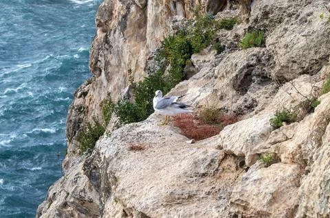Seagull on top of the rock. Stock Photos