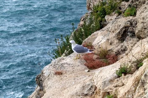 Seagull on top of the rock. Stock Photos