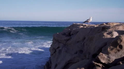 Seagull on top of a tall and large Stock Footage 130970831