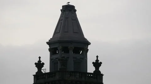 Seagull on top of a tower in Edinburgh Stock Footage 61556454