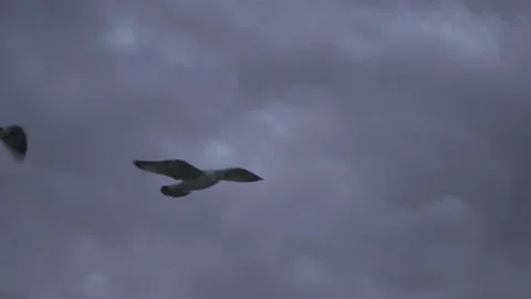Seagull Tracking on Cloudy Day Stock Footage 142940128