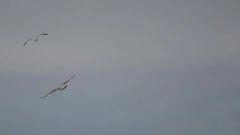 A seagull tries to fly against the wind, 4k, 50fps Stock Footage 254179937