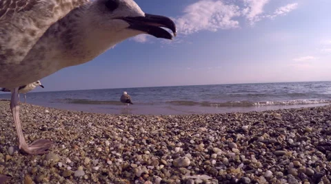 A seagull tries to taste a camera on a beach in Aegean sea in Greece 库存影片 68388973