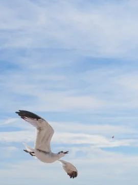 Seagull trying to catch a small piece of food in mid-air 스톡 사진